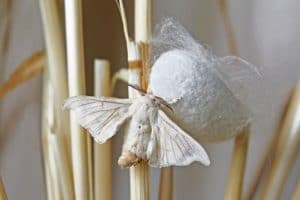 El origen de la seda: ¿Cómo se fabrica la seda?
